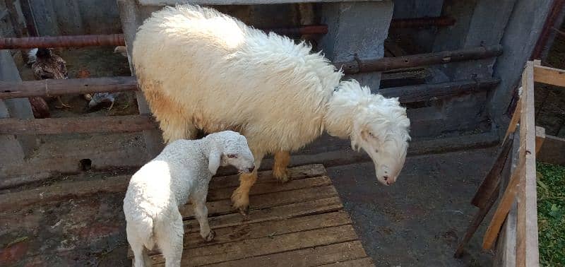 sheep + baby sheep for sale 1