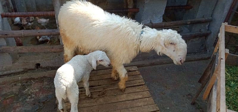 sheep + baby sheep for sale 2