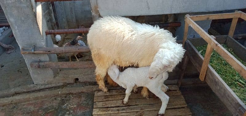 sheep + baby sheep for sale 3