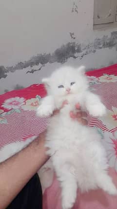 Cat/ Persian/ kittens ,!':/ Punch face/ triple coated/ Blue Eyes/ Baby