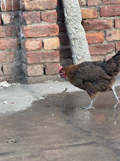 golden misri hens ( desi hens )