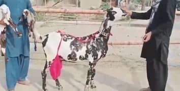 do bacchon wali Bakri for sale WhatsApp 0313/4935/031