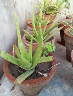 Aloe Vera Plants For Home Office