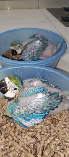 macaw Blue n Gold macaw chick available