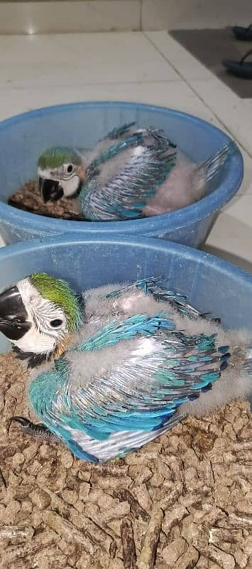 macaw Blue n Gold macaw chick available 0