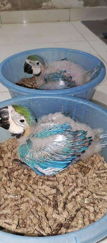 macaw Blue n Gold macaw chick available 8