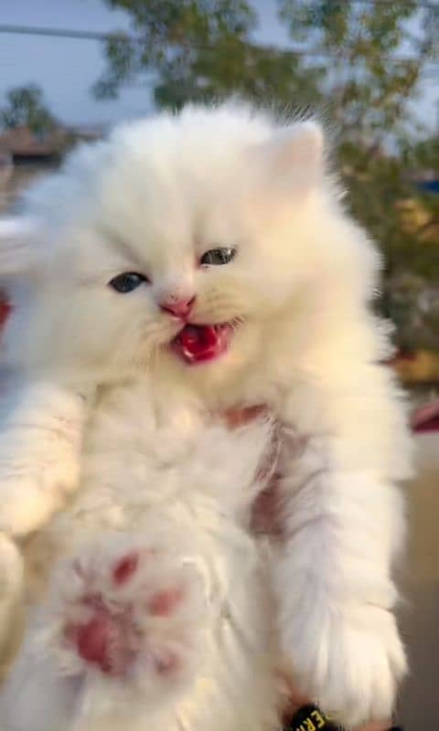 Cat/ Persian/ kittens/ Punch face/ triple coated/ Blue Eyes/ Baby?&(( 1