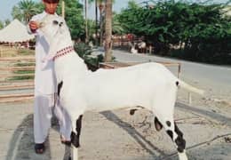 desi breeder bakra qurbani pe lagne wala for sale 03/11/066/81/65