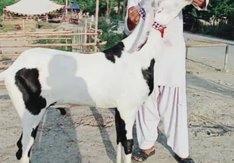 desi breeder bakra qurbani pe lagne wala for sale 03/11/066/81/65 2