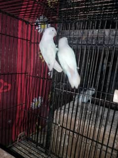 Love birds breeder pairs ( 03007982919 )