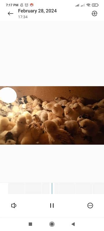 chicks available White Sultan Silki Mottled Porcelain Bantam Polish 4