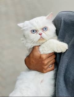 Persian Cat Pair Ready For Bread