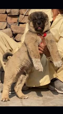 king Turkish Kangal dabal hadi ful security dogs for sale