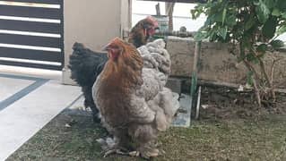 2 Buff Hens  03061646252