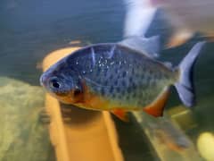 red belly pacu and other chiclids