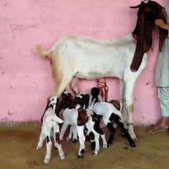 5 bache wali bakri