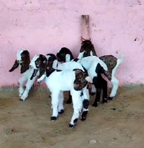 5 bache wali bakri 1