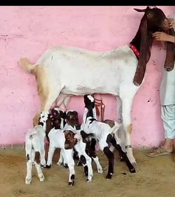 5 bache wali bakri 3