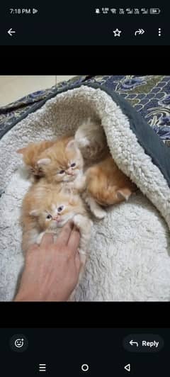 Kittens