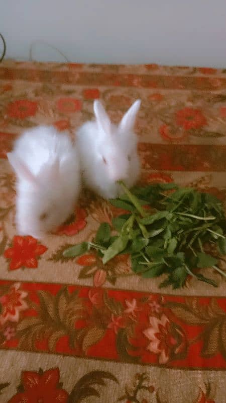 fancy angura rabbits for sale 0