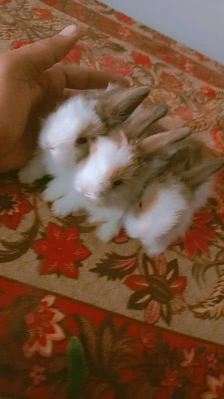 fancy angura rabbits for sale 1