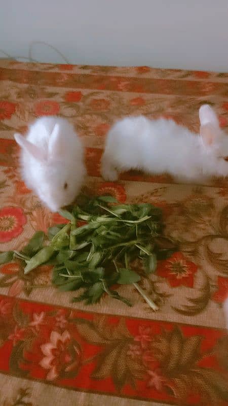 fancy angura rabbits for sale 2