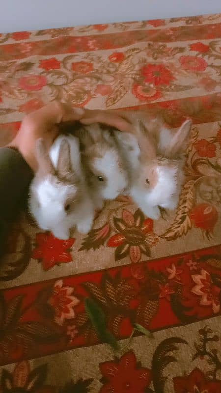 fancy angura rabbits for sale 3