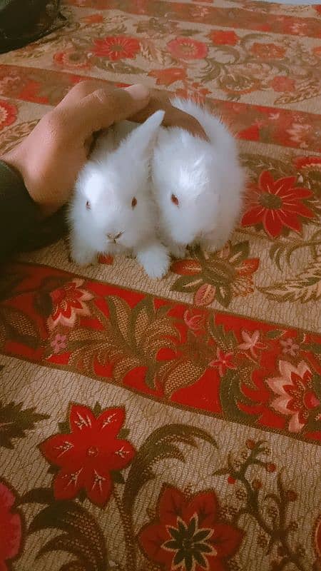 fancy angura rabbits for sale 4