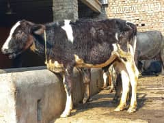 jarsi fresion Cross bchri for sale