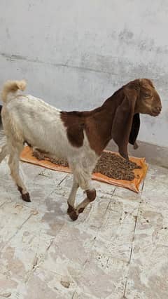 Goat kids pair