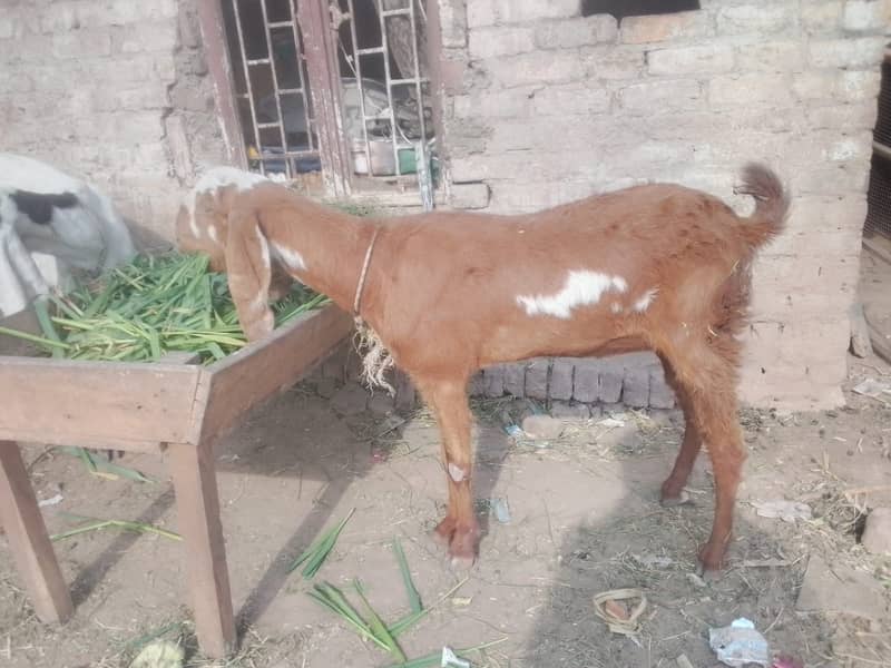 beetal goat | beetal bakri | beetal bakri | gaban bakri | desi bakri 0