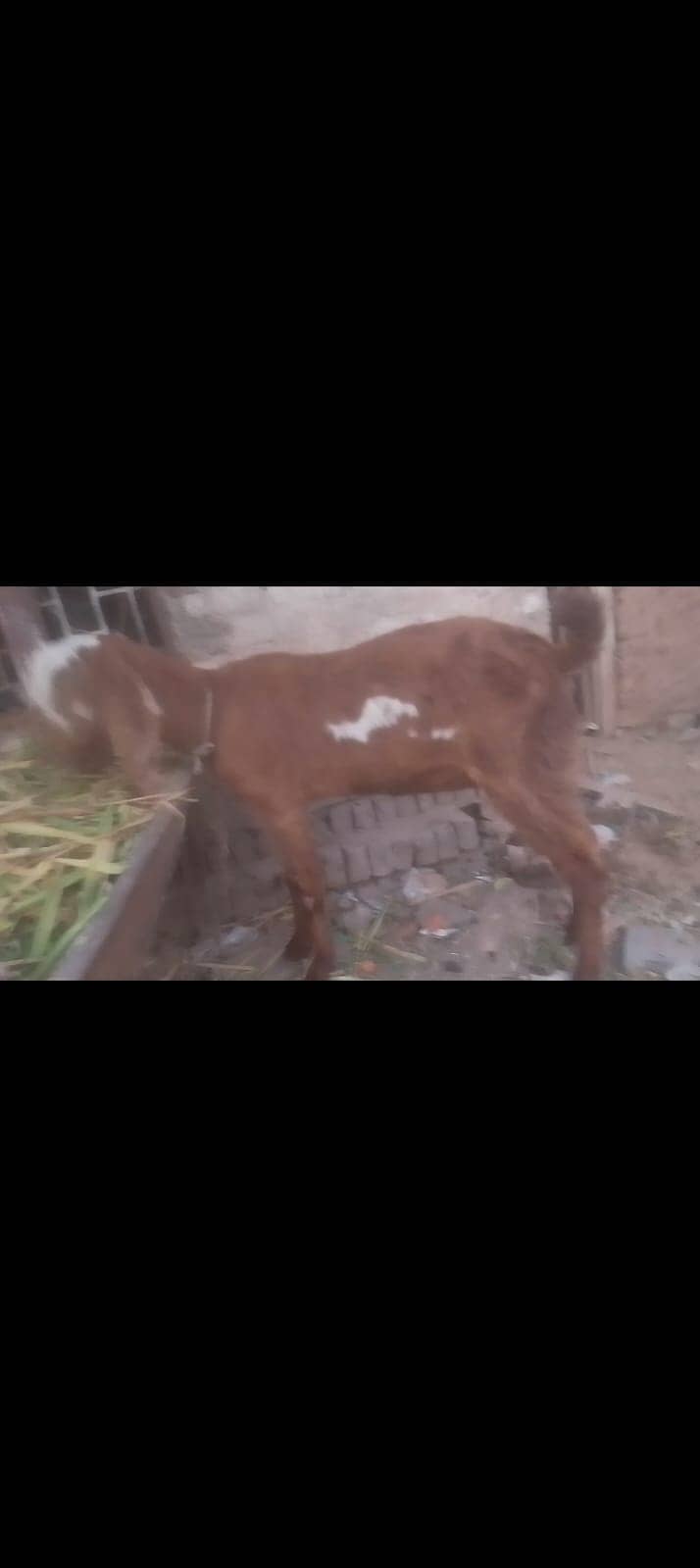 beetal goat | beetal bakri | beetal bakri | gaban bakri | desi bakri 1