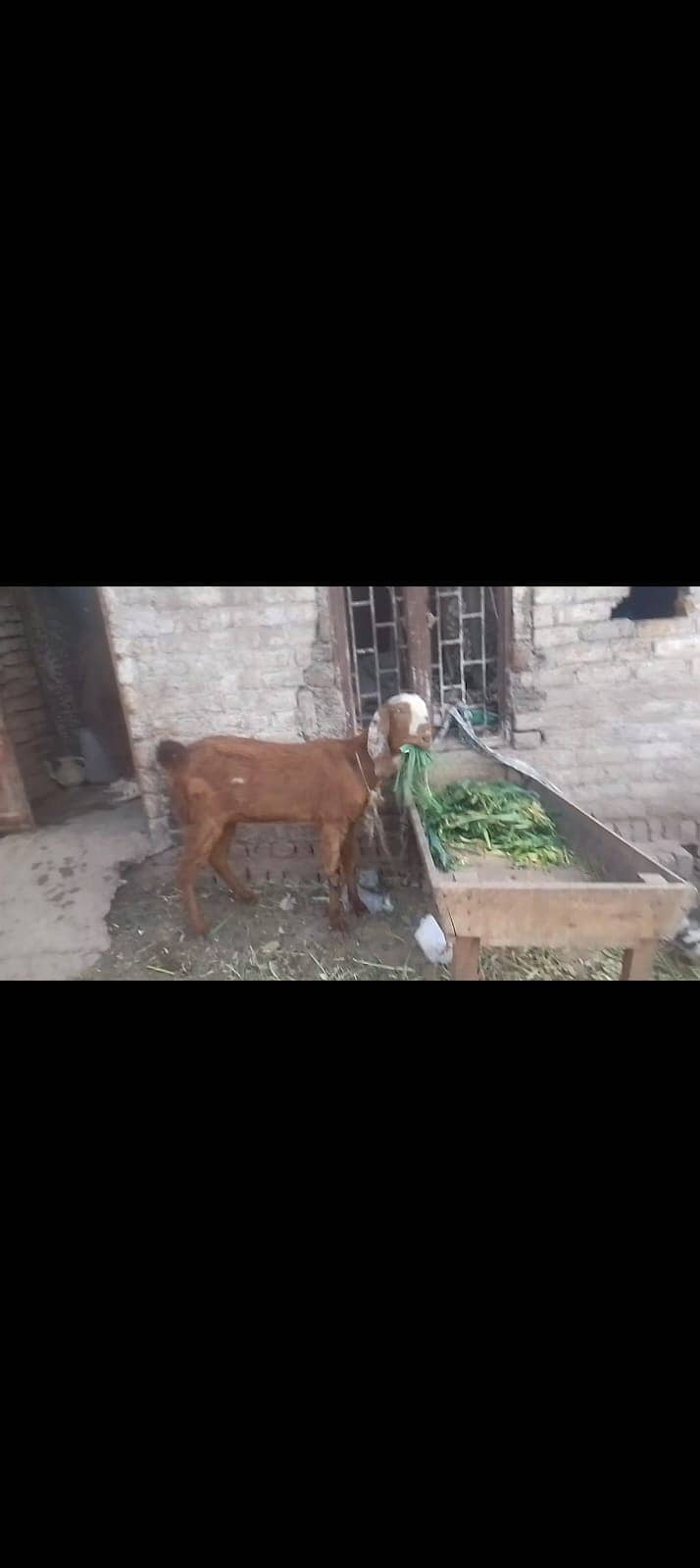 beetal goat | beetal bakri | beetal bakri | gaban bakri | desi bakri 2