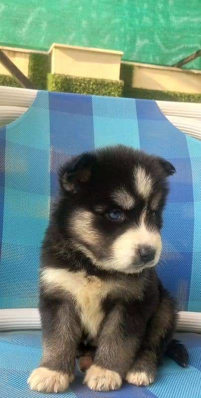 Siberian Husky with Blue eyes and Wooly coat 2