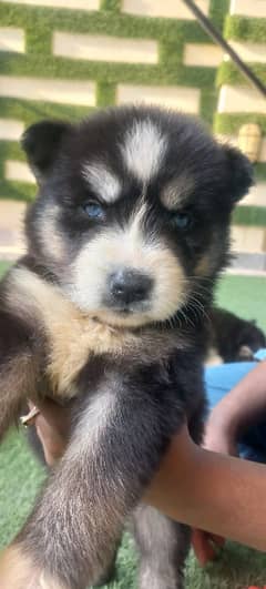 Siberian Husky Female. Blue eyes and wooly coat