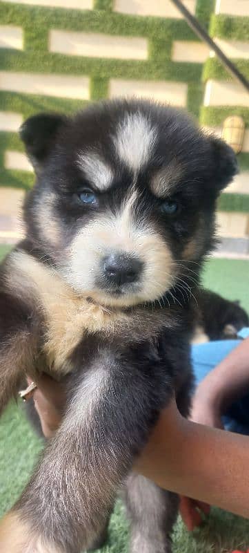 Siberian Husky with Blue eyes and Wooly coat 0