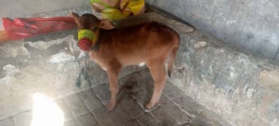 cow for sale in Rawalpindi