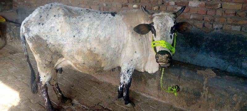 cow for sale in Rawalpindi 2