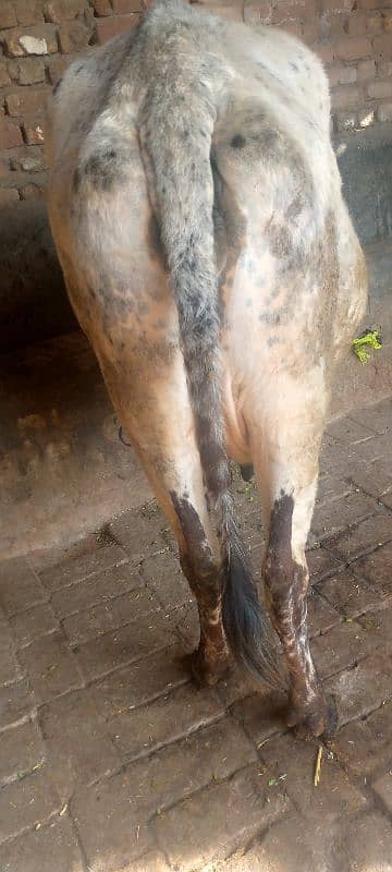 cow for sale in Rawalpindi 3