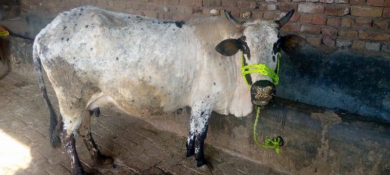 cow for sale in Rawalpindi 4