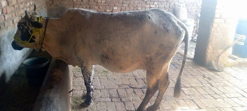 cow for sale in Rawalpindi 5