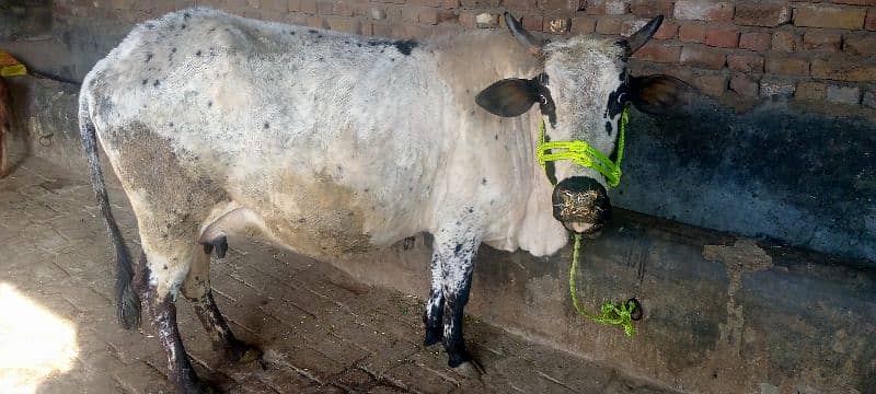 cow for sale in Rawalpindi 6