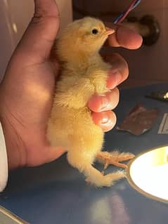 4 Golden Heavy Buff and 2 Ayam cemani grey tongue chicks