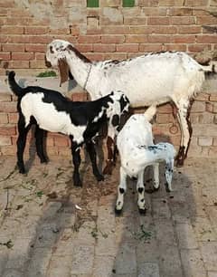 nagra bakri /qubani bakra /kid Bakri / بکری / بکرا Goat