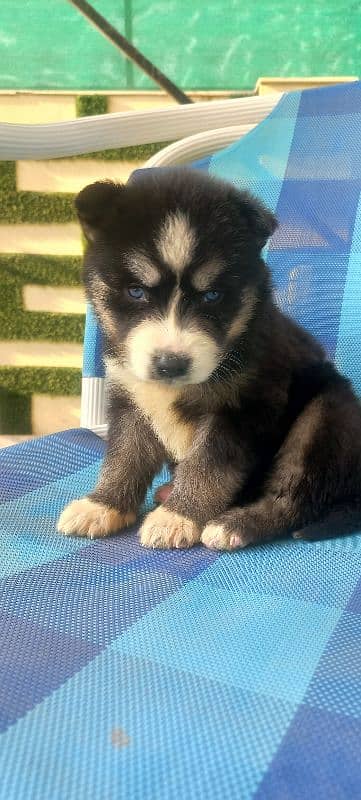 Siberian Husky with Blue eyes and Wooly coat 3