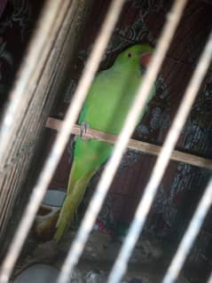 ring neck parrot phone number 03443037270