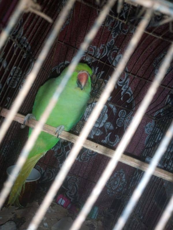 ring neck parrot phone number 03443037270 1