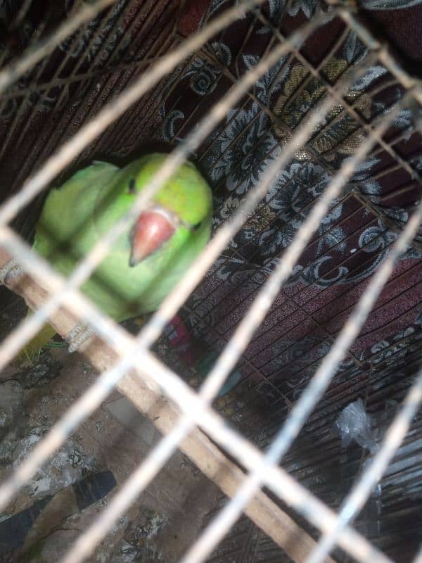 ring neck parrot phone number 03443037270 2