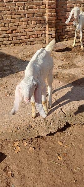 goat or os k 2 bachy 1