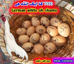 king size paper White white oh shamo egg 7000 ka aik